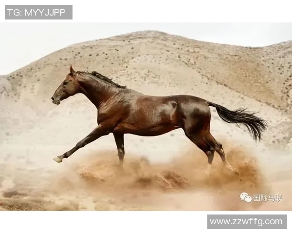 养马情结的足球巨星们:那些与马匹结缘的传奇球员与他们的马场生活 养马情结的足球巨星们:那些与马匹结缘的传奇球员与他们的马场生活